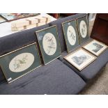 Four framed and glazed prints of garden birds together with a pair of framed and glazed scenes of