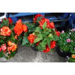 2 large begonias