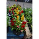 2 patio tubs of busy lizzies and century celosia cut flower