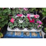 Tray containing cyclamen