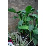 Potted yellow canna lily