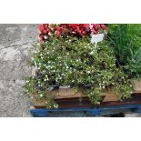 4 small trays of bacopa