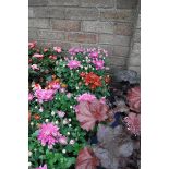 Tray of cyclamen