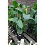 Potted yellow canna lily