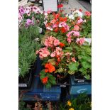 4 small trays of geraniums