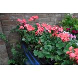 Tray of pink geraniums