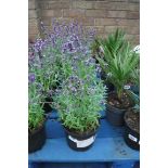 5 potted lavenders