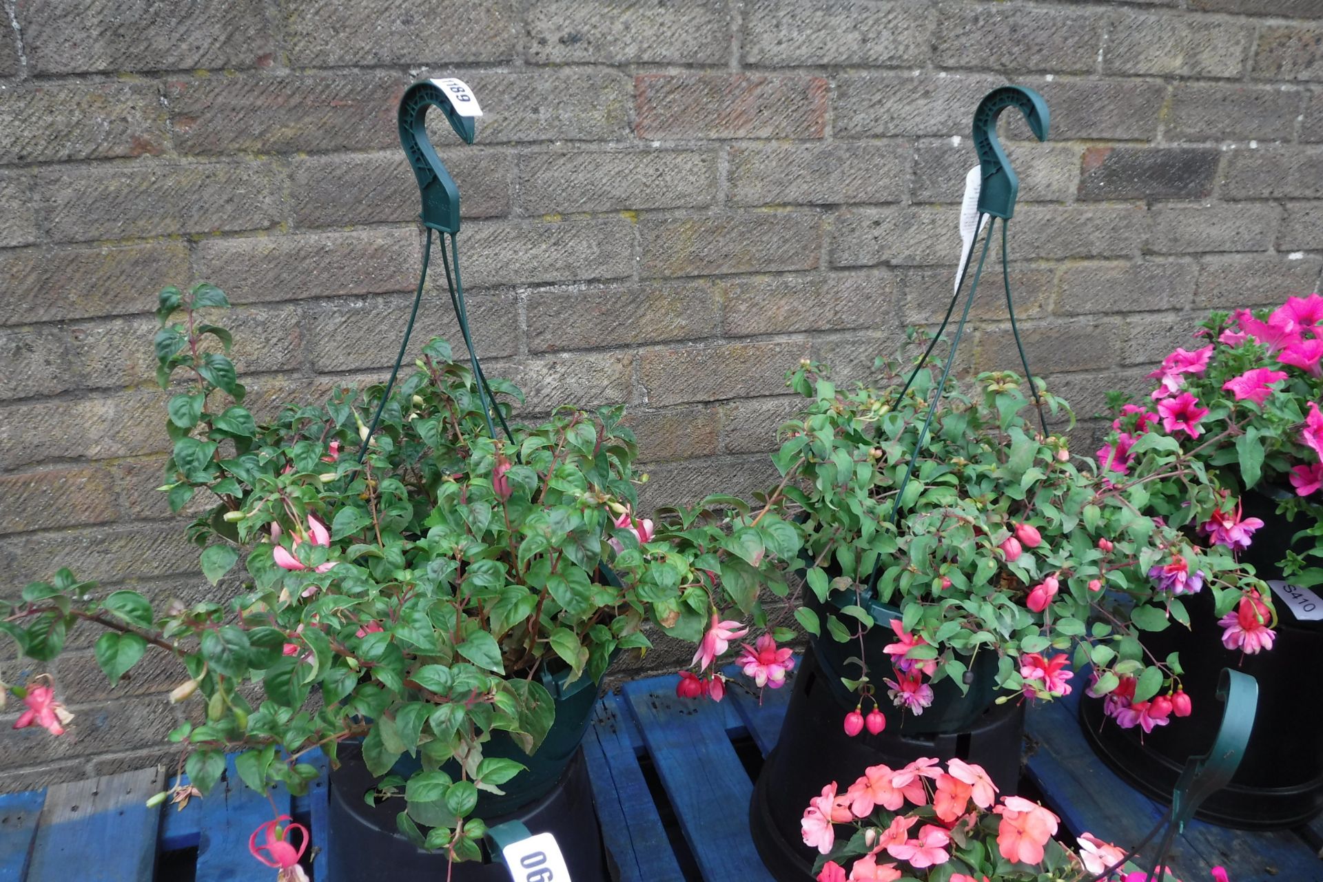 2 fuchsia hanging baskets