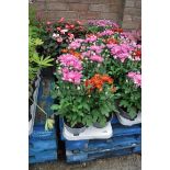 Tray of cyclamen