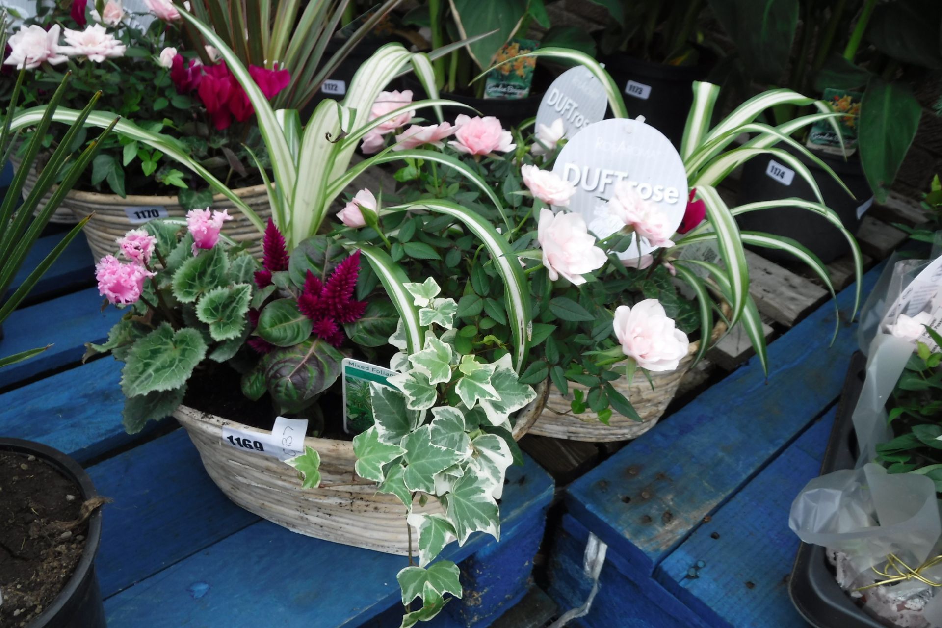 2 baskets of mixed plants