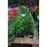 4 small trays of mixed herbs