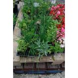 4 small trays of mixed herbs