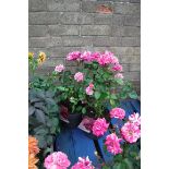 2 potted roses in pink