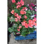 Tray of pink geraniums