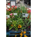 4 small trays of gazanias