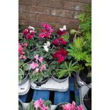 Tray containing cyclamen