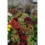 2 small trays of wizard coleus