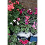 Tray containing cyclamen