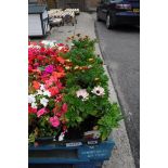 4 small trays of osteospermum