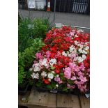 4 small trays of bedding begonias