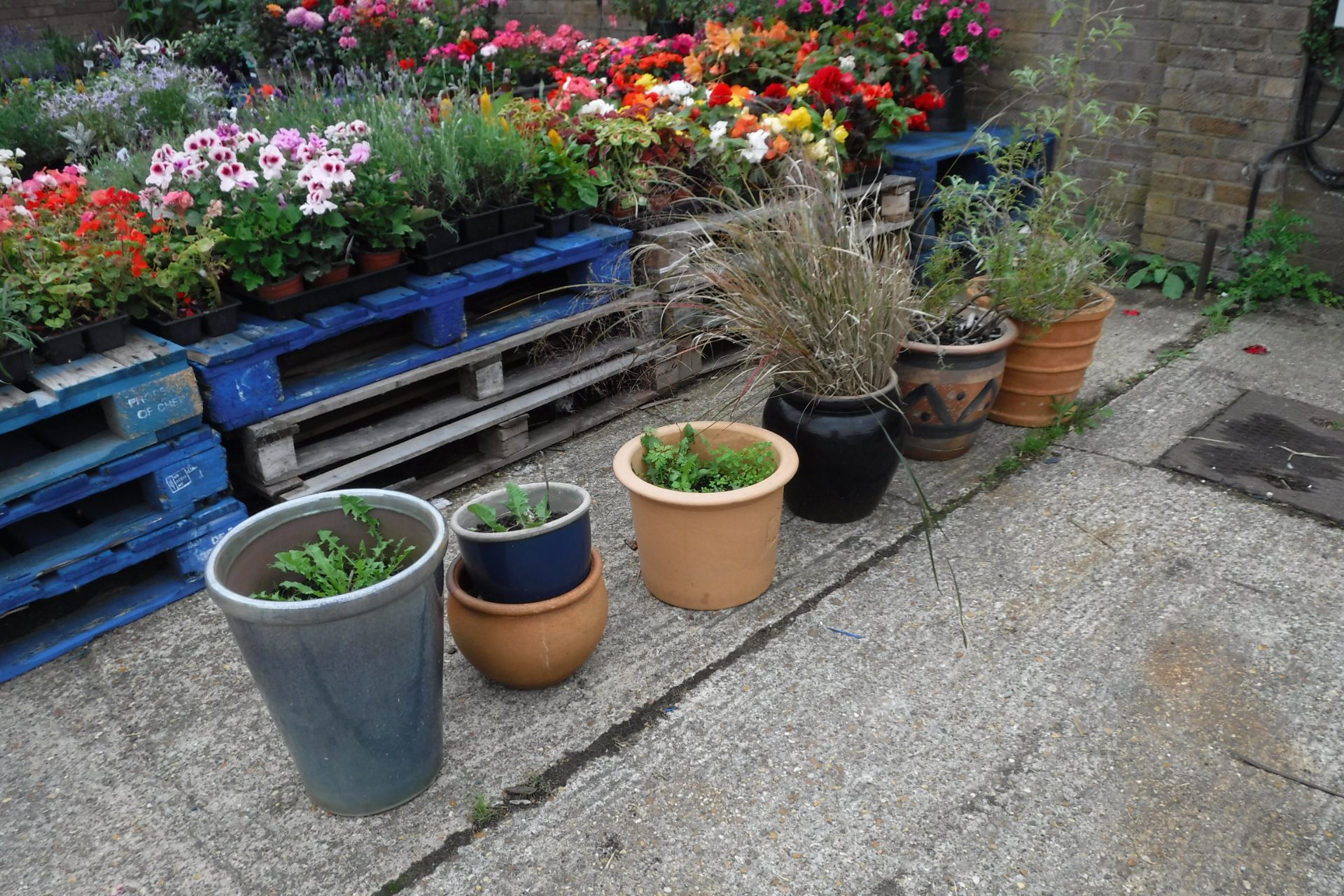 Selection of various garden pots containing mixed plants