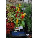 4 small trays of century celosia cut flowers