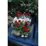 Tray of mixed coloured roses