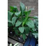 Potted yellow canna lily