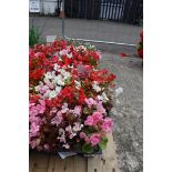 4 small trays of bedding begonias