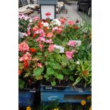 4 small trays of geraniums