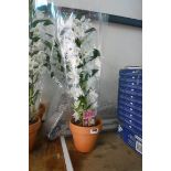 2 potted white orchids