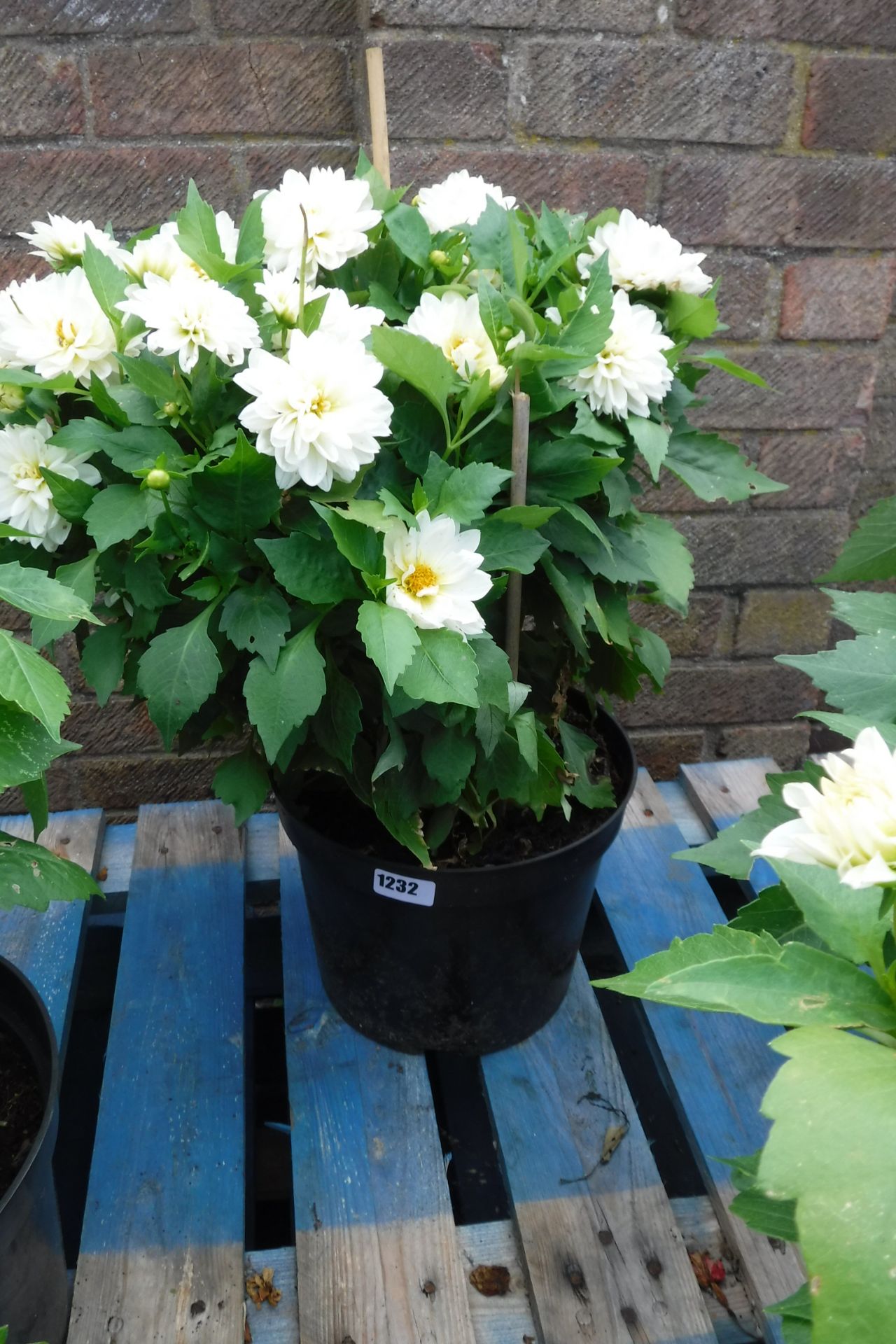 Potted large white dahlia