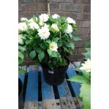 Potted large white dahlia