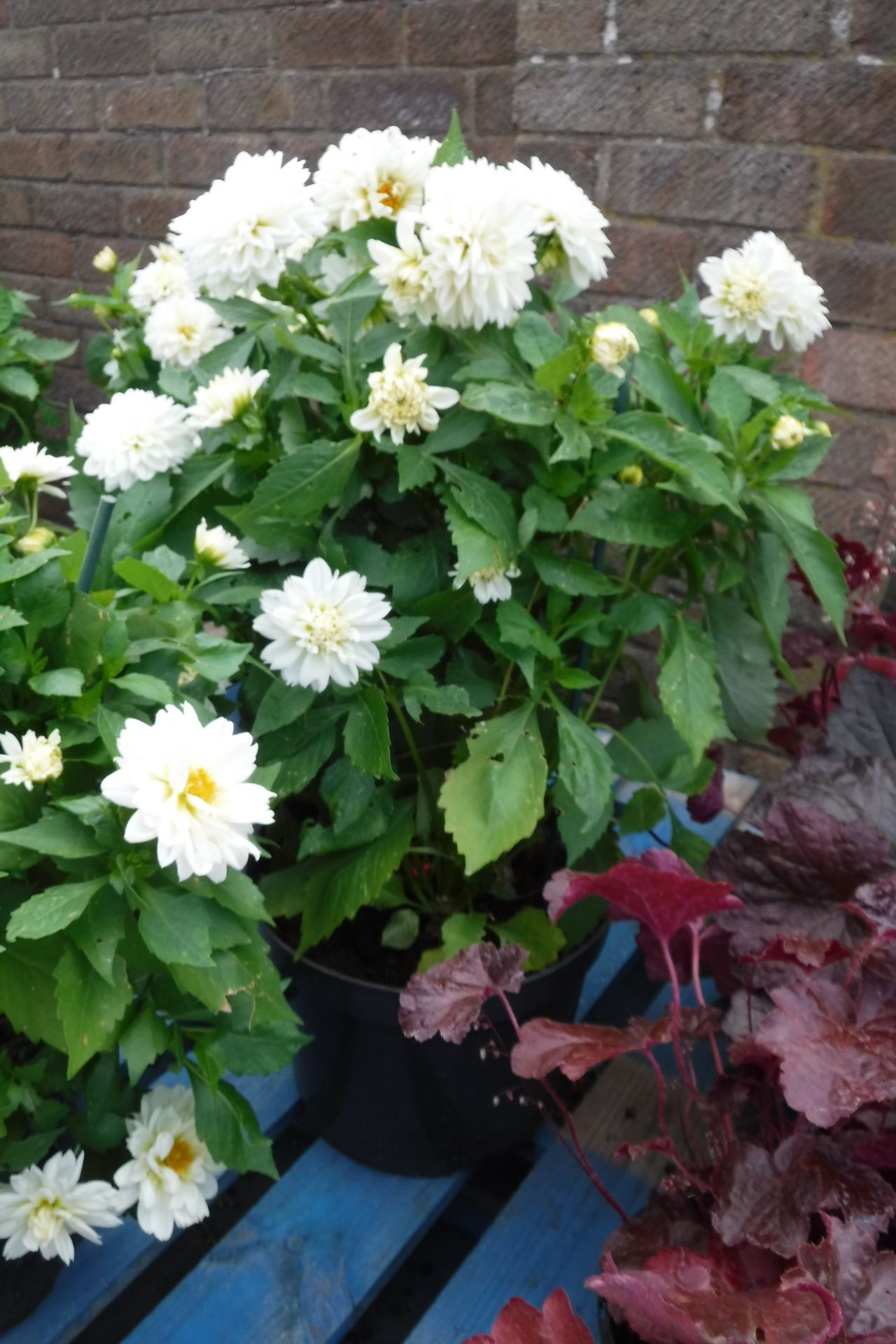 Potted large white dahlia