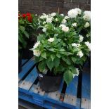 Potted large white dahlia