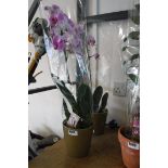 2 potted pink orchids