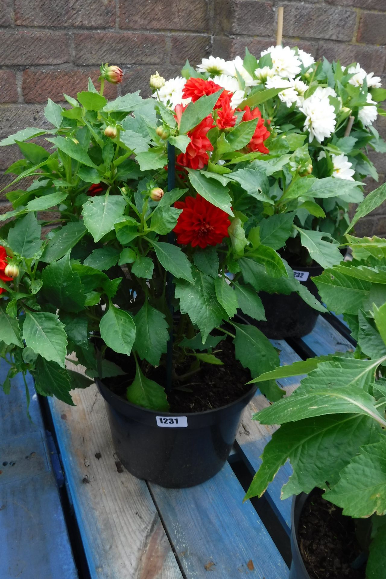 Potted red large dahlia