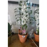 2 potted white orchids