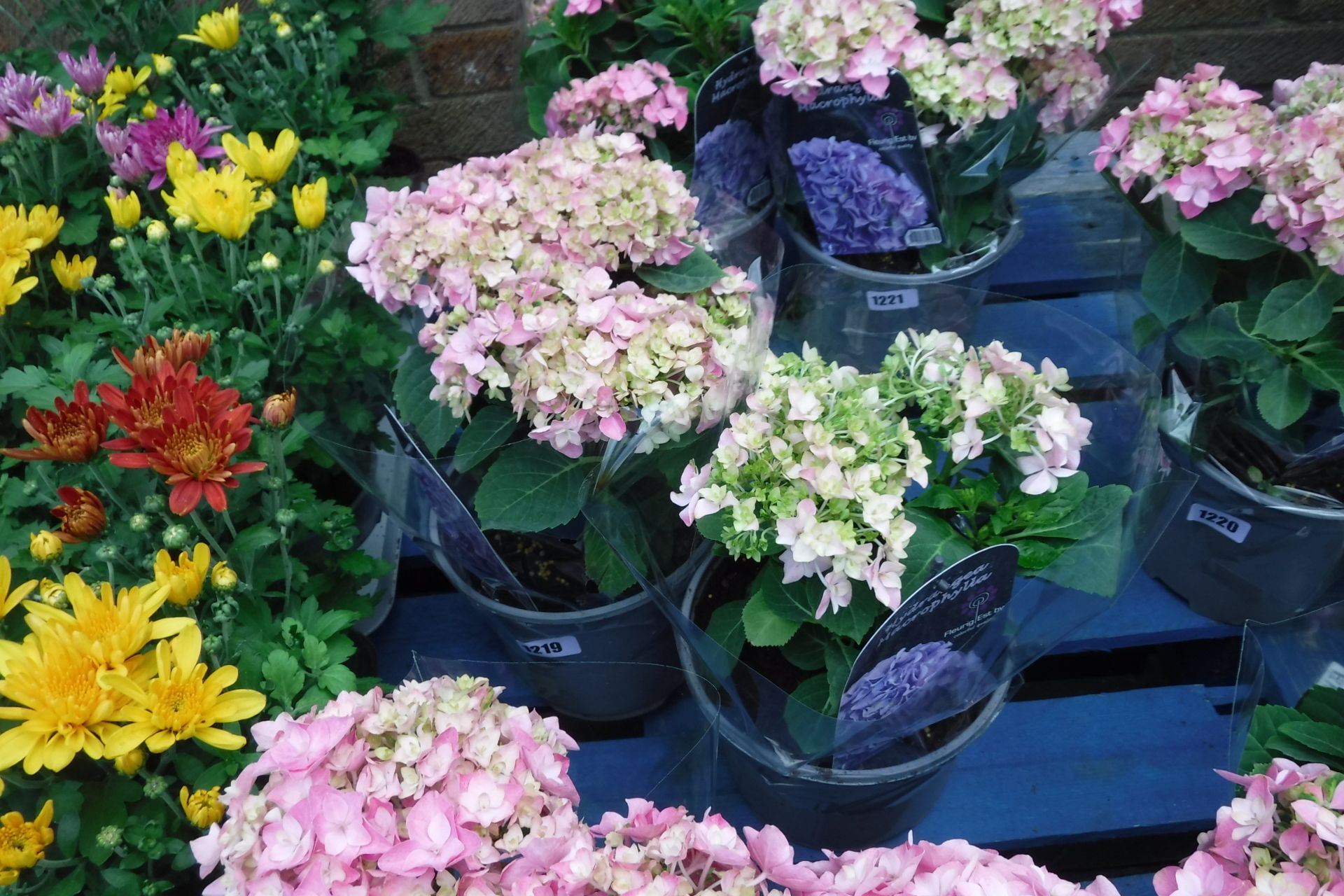 2 potted pink hydrangeas