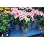 2 potted pink hydrangeas