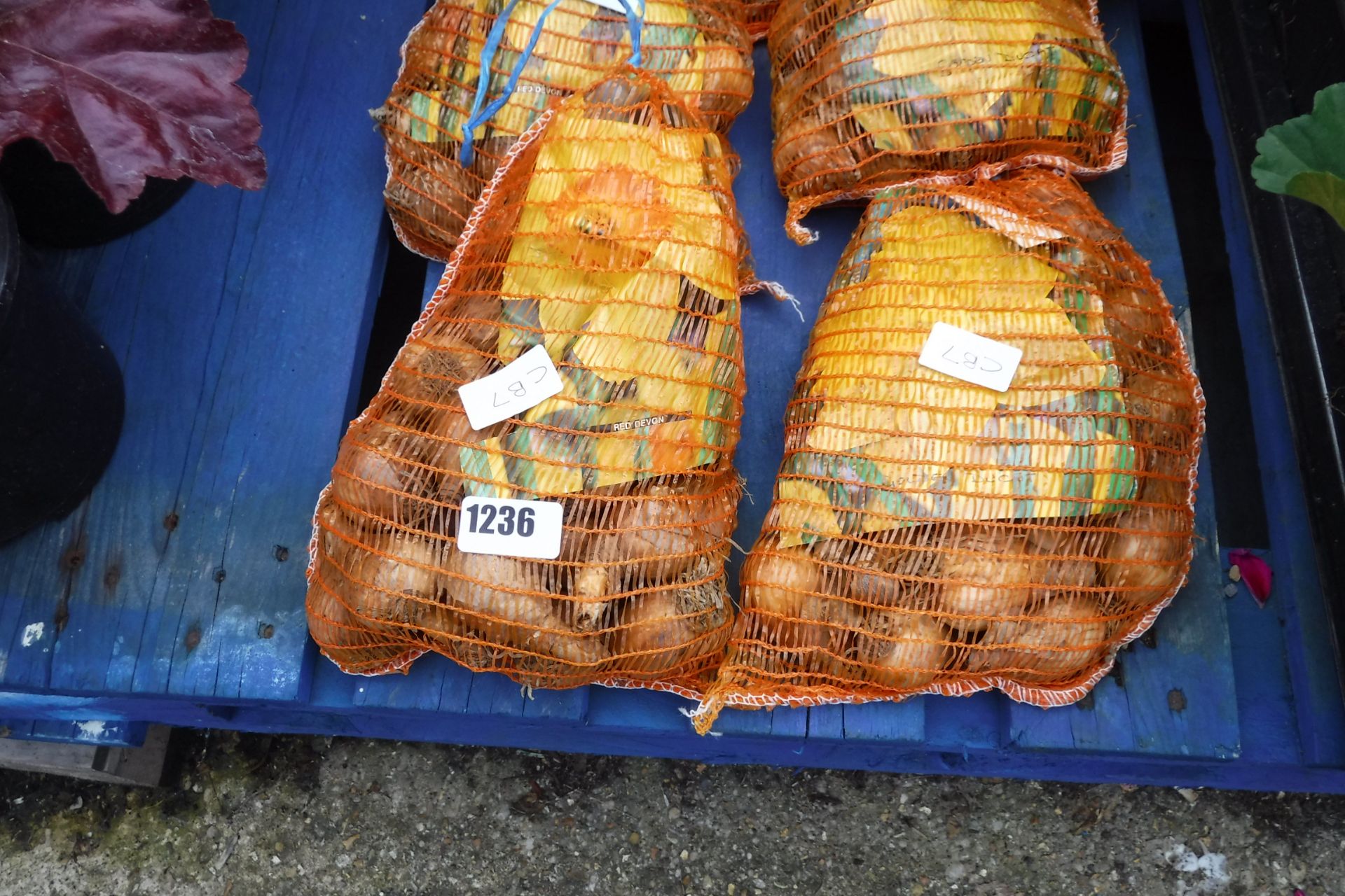 2 nets of daffodil bulbs