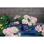 2 potted pink hydrangeas