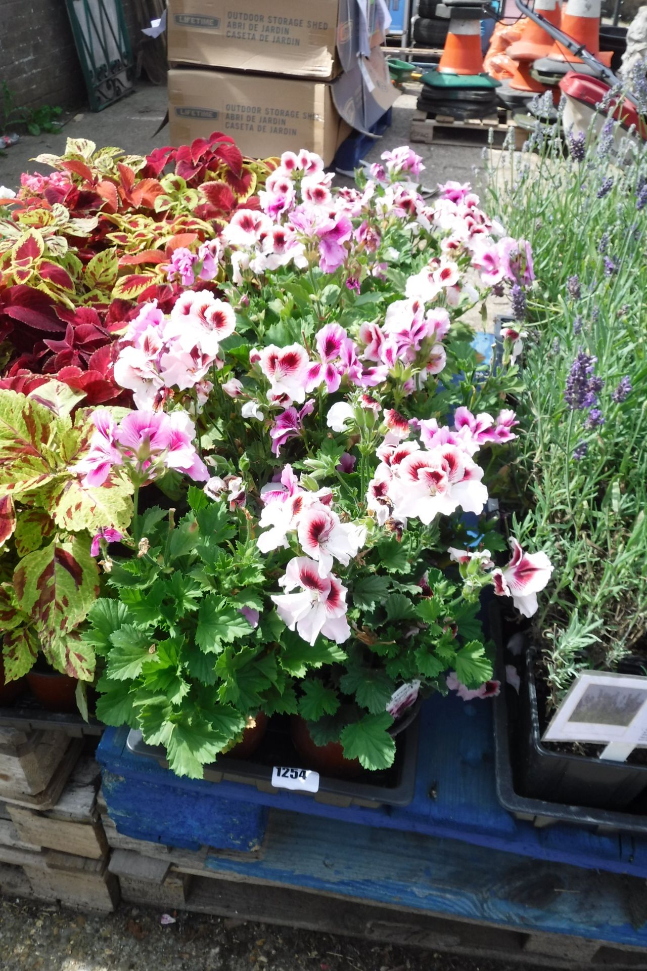 2 trays of geranium regalia lilac