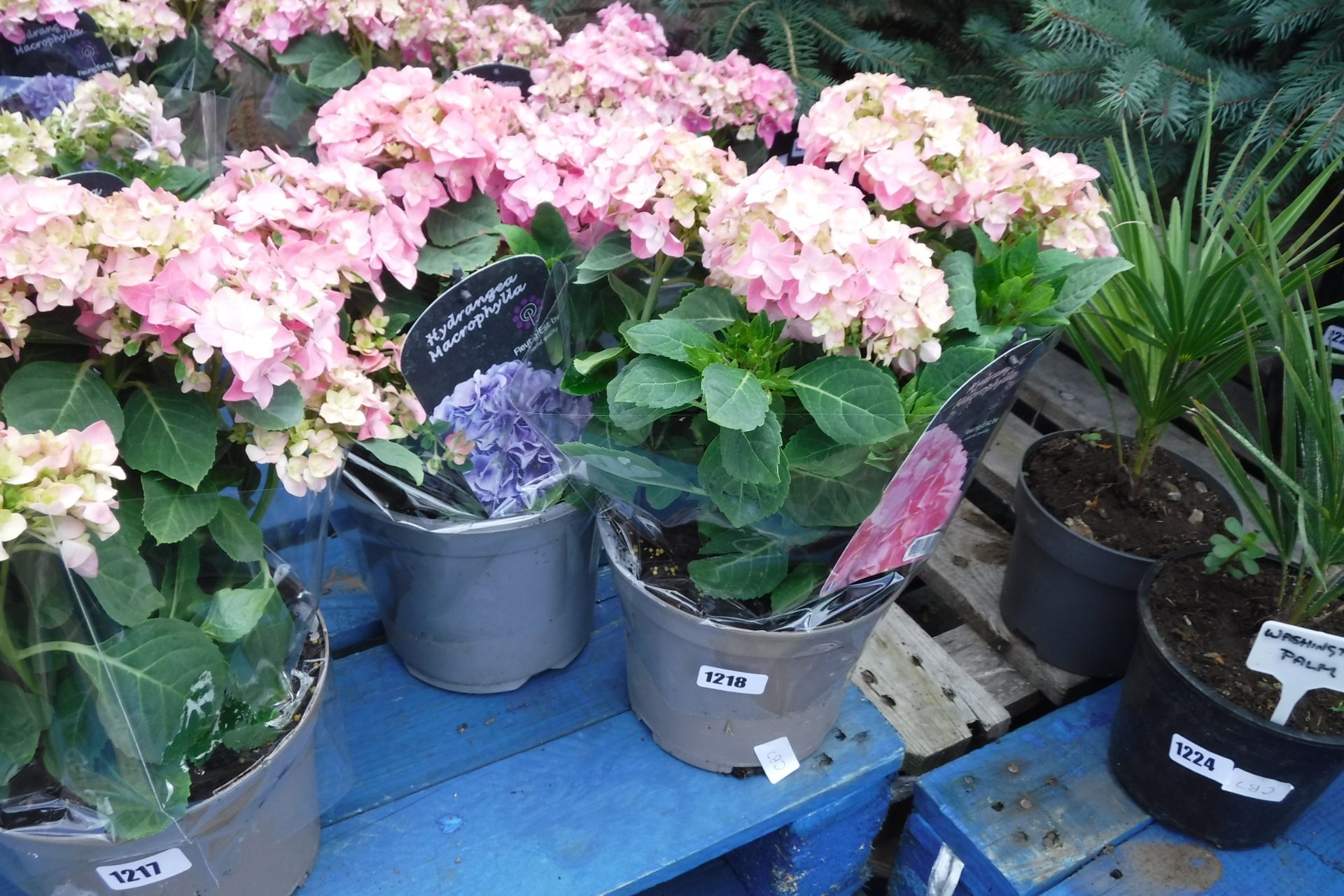 2 potted pink hydrangeas