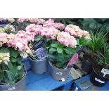 2 potted pink hydrangeas