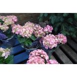 2 potted pink hydrangeas