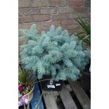 Super blue picea