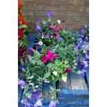 2 hanging baskets of mixed plants