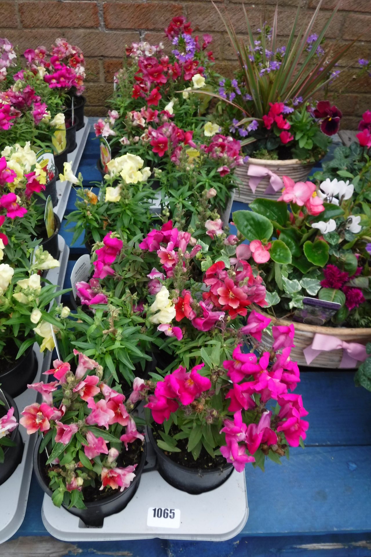 2 trays of summer stars antirrhinum