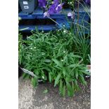 4 potted leucanthemum madonna